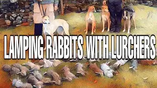 Lamping rabbits with 4 lurchers video