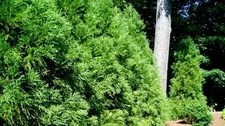 Yoshino Japanese Cryptomeria - Cryptomeria japonica 'Yoshino' - Evergreen Screening Tree