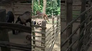 Monkeys refuse to pose for tourists' cameras.#BangladeshiAnimals #Monkeypose #Monkeyplay