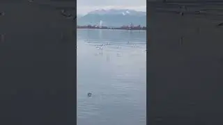 Sanderlings at Boundary Bay Delta BC 🇨🇦