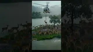 Helicopter Airlifts Deer in Rainstorm