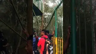 kodai nature #silverfalls #gunacave #pillarrocks  kodaikanal