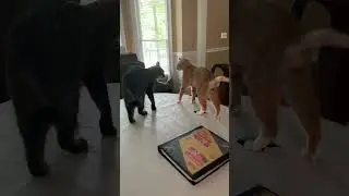 Pood Balboa VS Pawter Drago 💪🏻