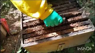 Fazendo um manejo pré Safra  e trocar de   favo velho 🐝🐝🐝🐝🐝