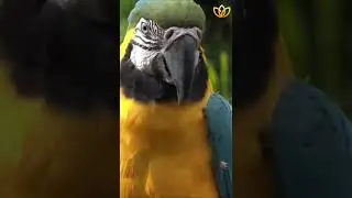 Happy Birds with nature | Essence of Relaxation 83