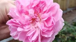 Roses unboxing ...unbagging