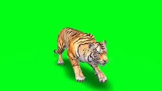 Green Tech - The Running Tiger | Green Screen Video Clip