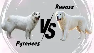 Pyrenees vs Kuvasz: Ultimate Dog Breed Battle by-AnimalWondery*