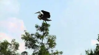 Great Blue Heron bird flying and landing on tree top - Canon S5 IS