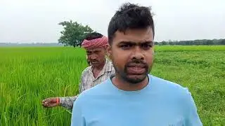 ##Paddy cultivation amazing results by using  Modicare Agriculture Product ##
