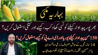 Best Fertilizer Plan for Record Spring Maize Yield | How to use Urea & DAP |Cyber Agri Extension|