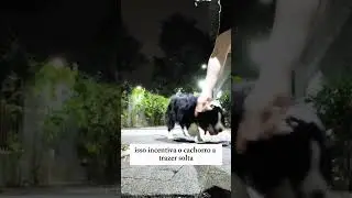 Vem aprender como ensinar o seu cachorro a buscar e trazer o objeto de volta pra voc&ecirc;! Estou &agrave; dispo