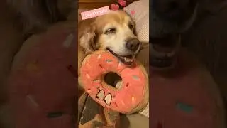 Golden retriever loves donuts: funny & heartwarming moments #ilikedonuts