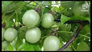 My Native village