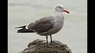 This Heermann's Gull Looks Like It's Got Something STUCK in Its Throat!