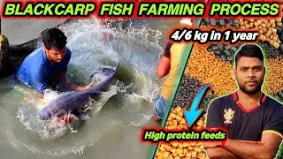 How to cultivate black carp | 4/6 kg in 1 year growth rate | fish that eat pond snails #monoculture