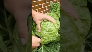 Growing Early Savoy Cabbage from Seed to Harvest - in Containers