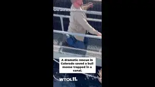 Colorado wildlife officers rescue trapped bull moose from canal
