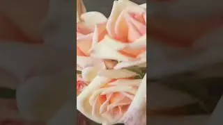 Rose picking in my garden😍😍😍#shorts