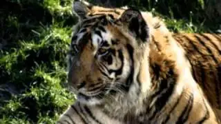 Tiger Song Arrangement (the Hangover)