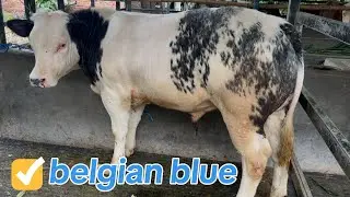 grosir sapi super . mas yohandi kediri jawa timur 11 November 2025