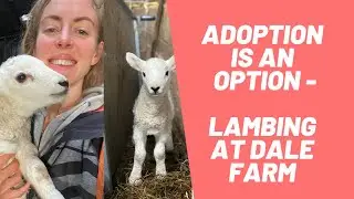 TRYING A LAMB ADOPTION! AND BOTTLE FEEDING, LAMBING OUTDOORS, SHEEP FARMING PEAK DISTRICT 2020