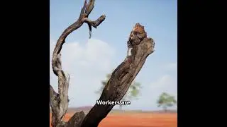 The Social Structure of Termite Colonies