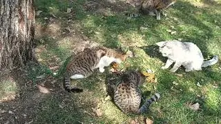 CATS LOVE TO EAT FOOD TOGETHER