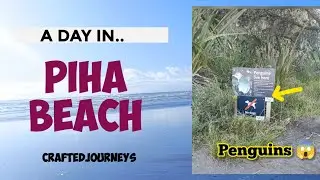 Penguin sites  Newzealand | piha beach part2 #pihabeach #newzealand #travel #malayalamvlog #auckland