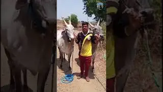 OMG Bulls | OMG Bulls Raayakottai | #Shorts Video