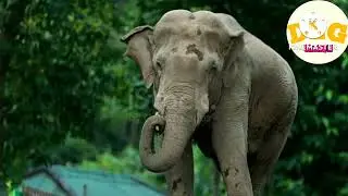 Lion best moments video, lion and buffalo video, Animals video, elephant best moments