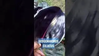 GEOGENANTHUS CILIATUS