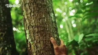 Tropical Forest 