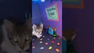 Night club for cats #shorts