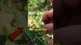 Самый опасный огурец в мире?🤯