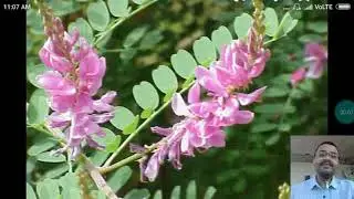Nili (Indigofera tinctorea) etc.