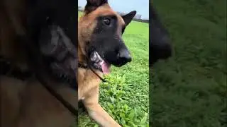 Dog's Epic Cold Weather Training: Twirls and Rolls! #shorts