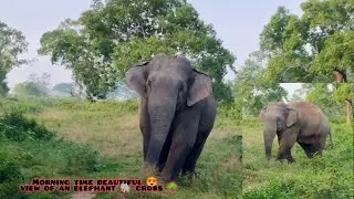 A ELEPHANT CROSSING A MORNING TIME IN VILLAGE 