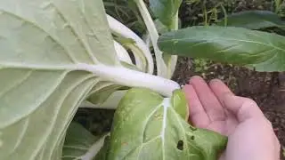 Winter Greens - December 2, 2025