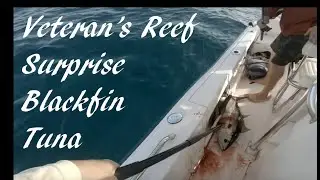 Blackfin Tuna and Kingfish at Veteran's Reef | 4K Fishing | Quick Trip for Dinner