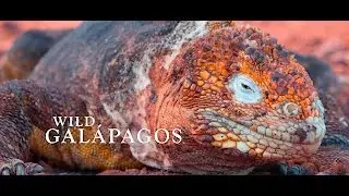 Wild Gal&aacute;pagos