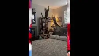 cat WWE