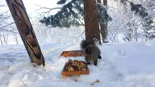 Enjoy watching squirrels eat for 1 minute and 23 seconds.