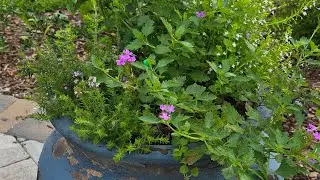 Create a beautiful pollinator pot @AdrisFloridaUrbanGarden