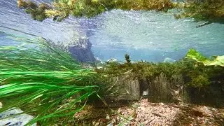 San Marcos River snorkeling - underwater 4K footage (Sony Action Cam X3000)