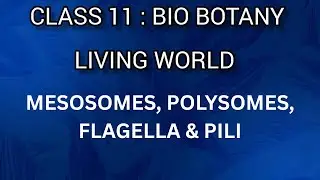 Mesosomes, Polysomes, Flagella & Pili | Living World | Class 11 | Bio Botany | Tamil