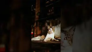 cat photography #shorts #photography
