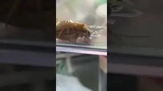 Centipede eating  #bugs #giantbug #insects #bug #centipede