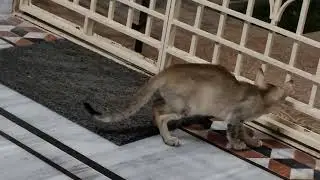Hari Cat Night Time Routine Whats he Doing