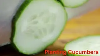Planting and Growing Delicious Cucumbers in my Garden